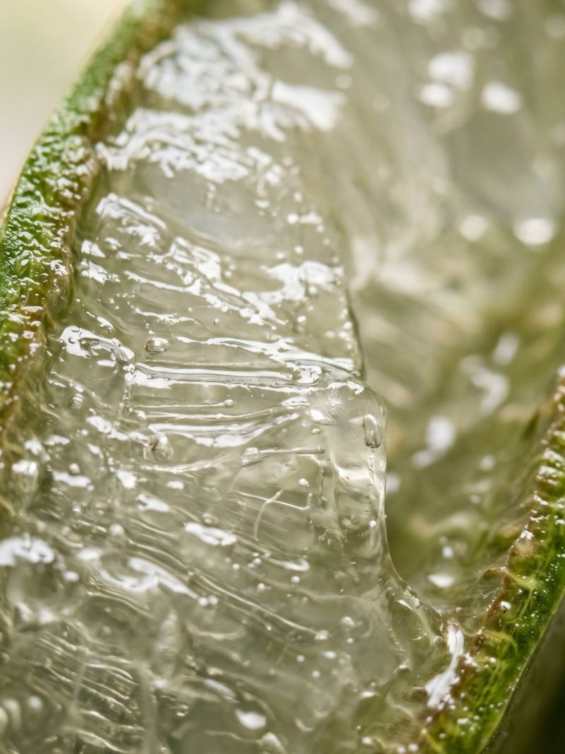 Aloe Vera