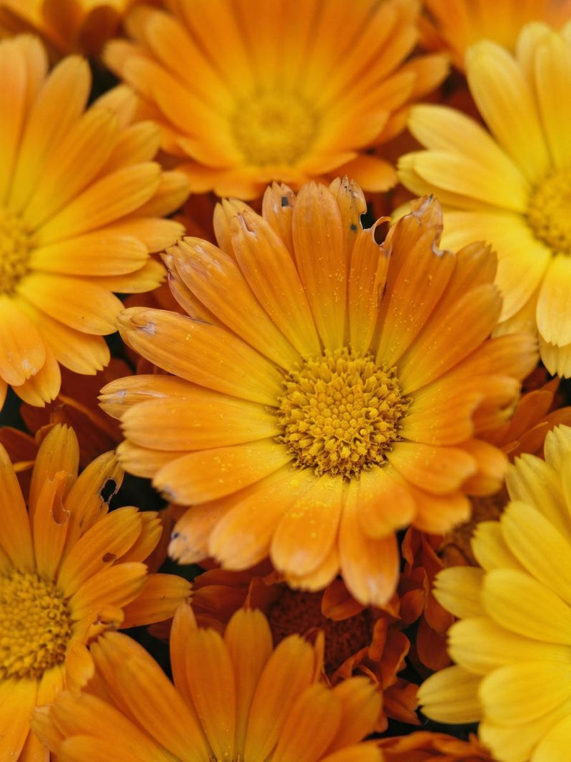Flores de Caléndula
