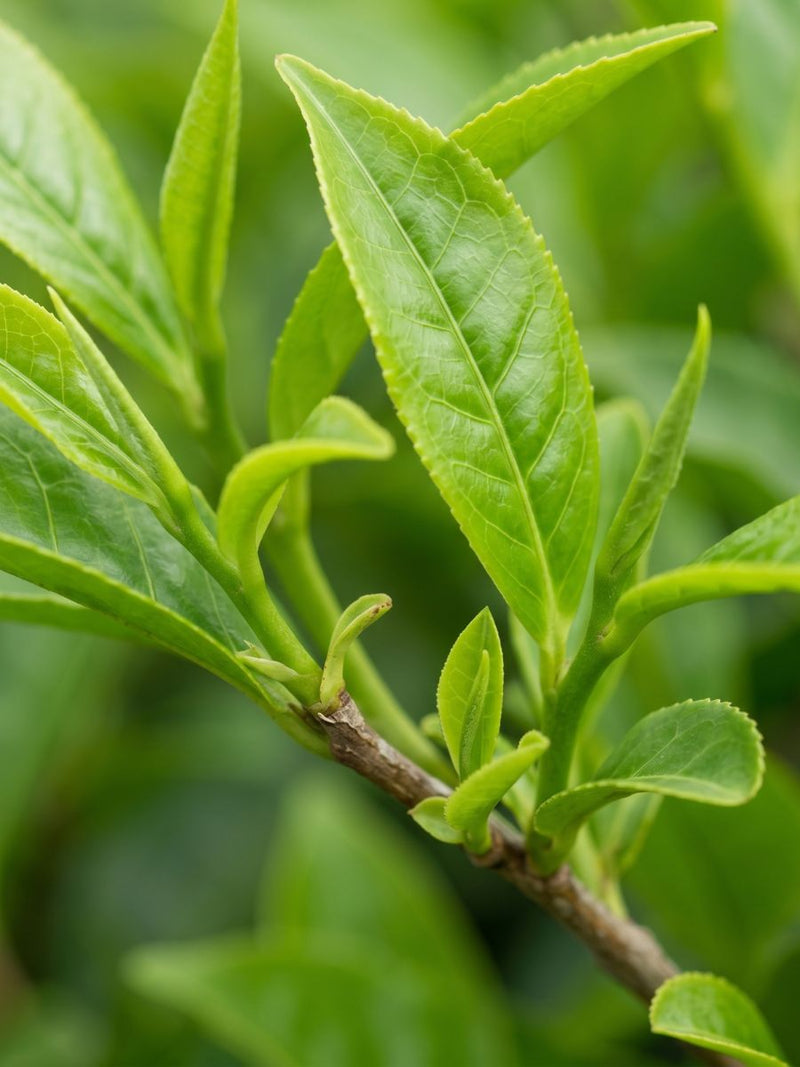 Té Verde